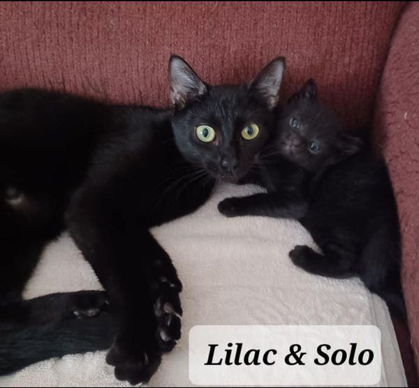Solo needs kitty friend