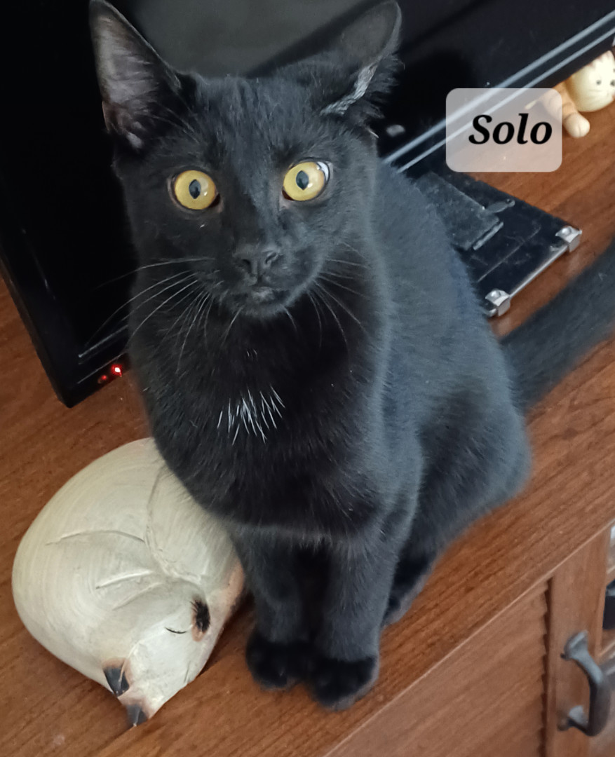 Solo needs kitty friend