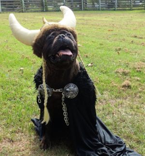 Halloween Costumes  Georgia Jack Russell Rescue