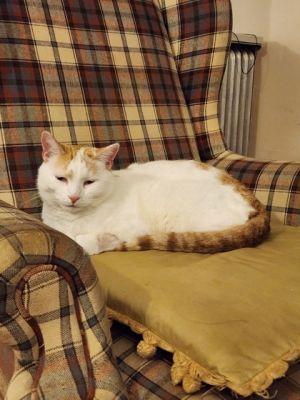 Cat for adoption - Jersey, a Domestic Short Hair in Detroit, MI