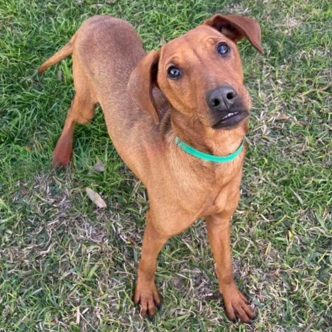 MJ, an adoptable Chihuahua in Laredo, TX, 78041 | Photo Image 1