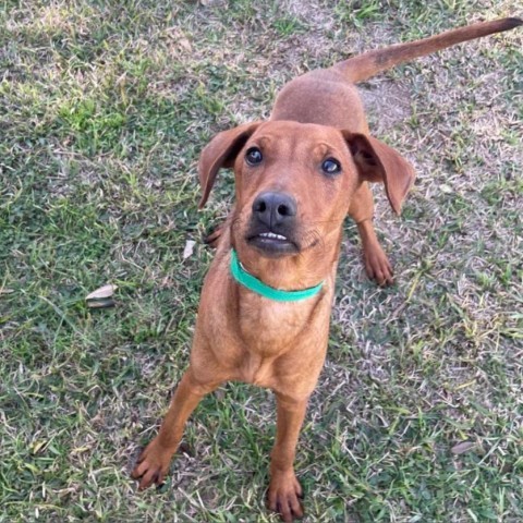 MJ, an adoptable Labrador Retriever, Mixed Breed in Laredo, TX, 78041 | Photo Image 2