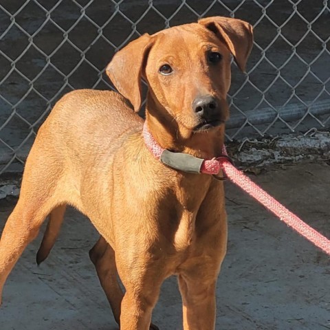 MJ, an adoptable Labrador Retriever, Mixed Breed in Laredo, TX, 78041 | Photo Image 3