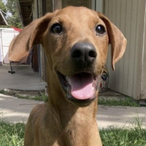 MJ, an adoptable Labrador Retriever, Mixed Breed in Laredo, TX, 78041 | Photo Image 5