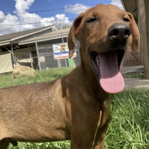 MJ, an adoptable Labrador Retriever, Mixed Breed in Laredo, TX, 78041 | Photo Image 6