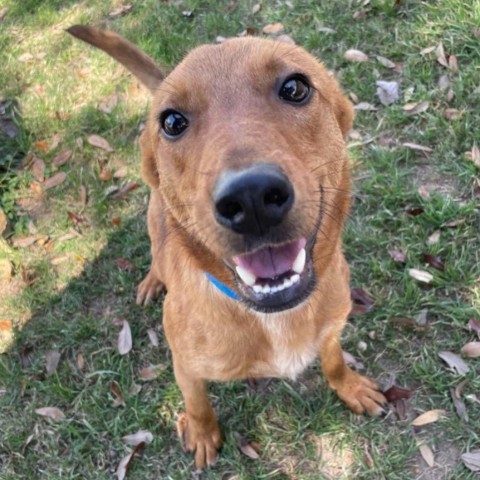 Paul, an adoptable Labrador Retriever in Laredo, TX, 78041 | Photo Image 1