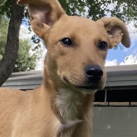 Paul, an adoptable Labrador Retriever in Laredo, TX, 78041 | Photo Image 3