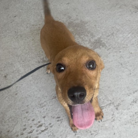 Paul, an adoptable Labrador Retriever in Laredo, TX, 78041 | Photo Image 4