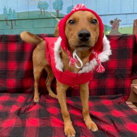 Paul, an adoptable Labrador Retriever in Laredo, TX, 78041 | Photo Image 5