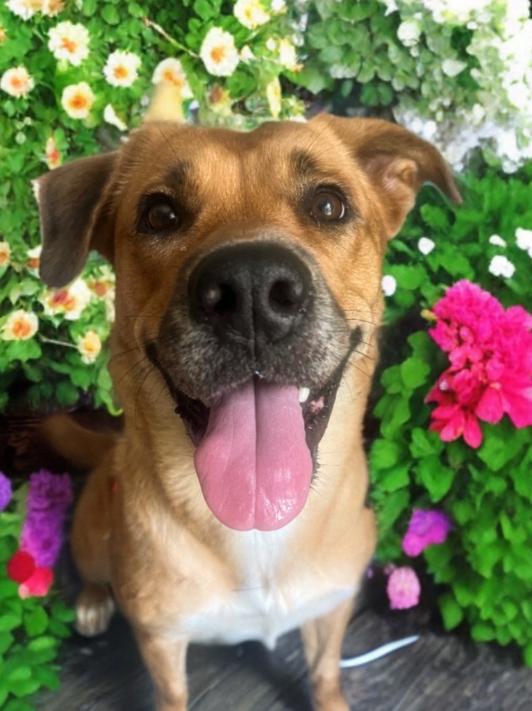 Inga, an adoptable Mixed Breed in Vashon, WA, 98070 | Photo Image 1