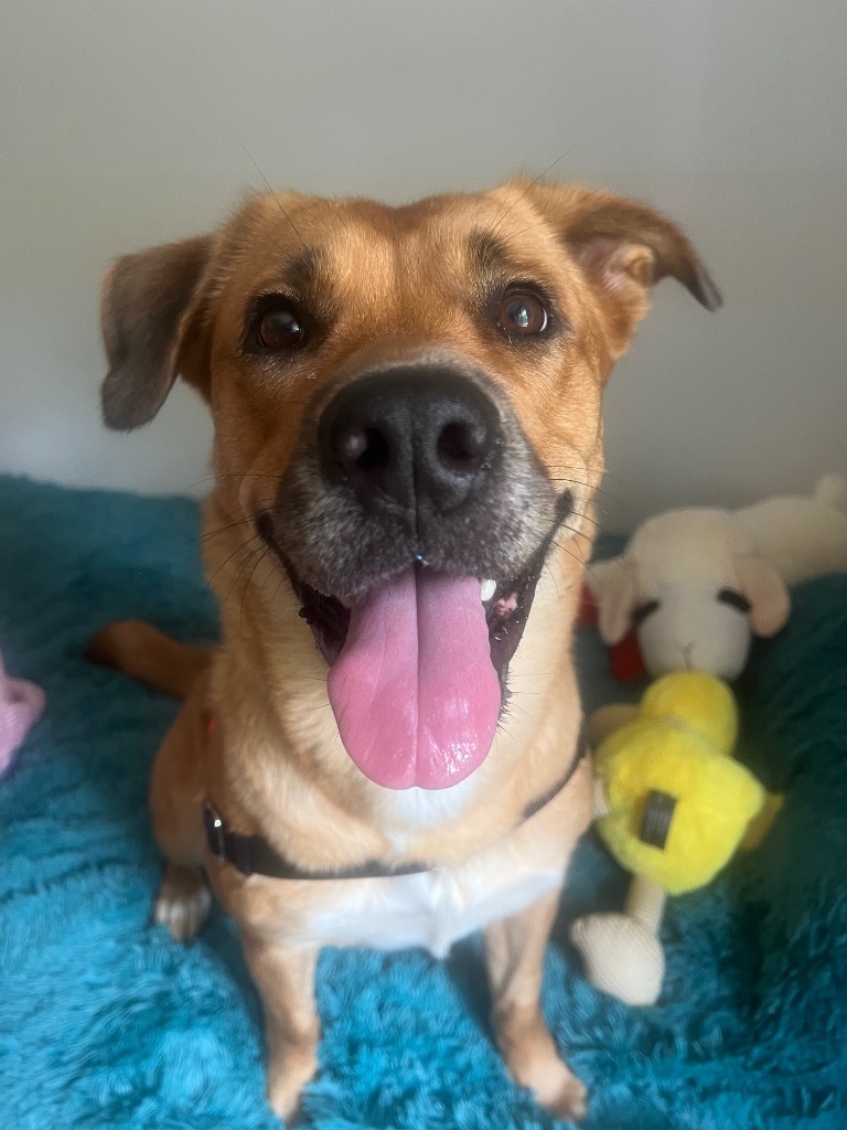 Inga, an adoptable Labrador Retriever, Mixed Breed in Vashon, WA, 98070 | Photo Image 2