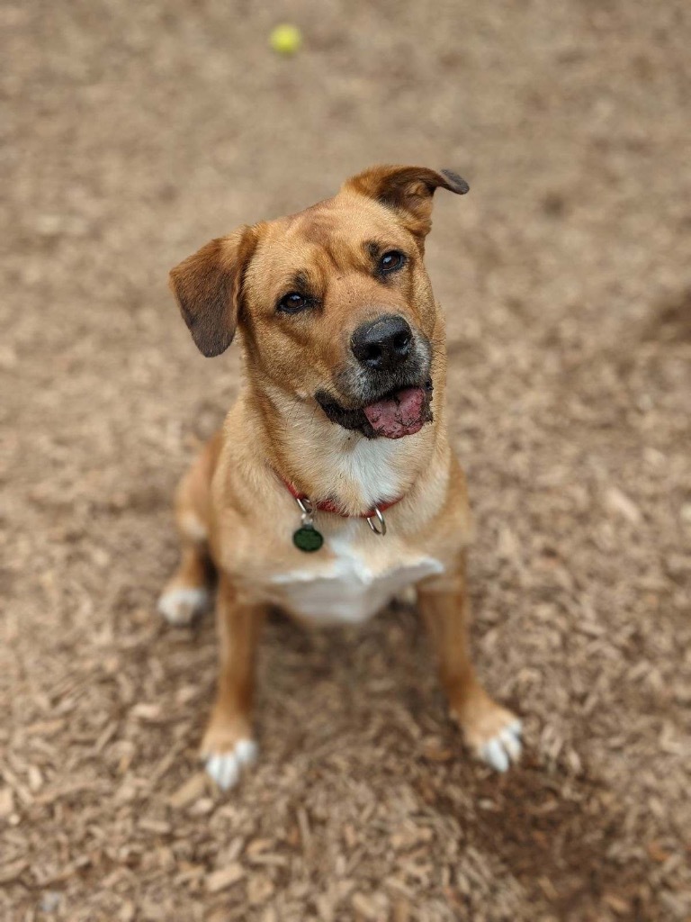 Inga, an adoptable Labrador Retriever, Mixed Breed in Vashon, WA, 98070 | Photo Image 3