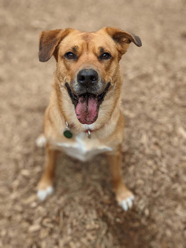 Inga, an adoptable Labrador Retriever, Mixed Breed in Vashon, WA, 98070 | Photo Image 4