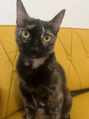 Introducing Sushi a beautiful female tortie cat with a heart full of love This charming feline is 