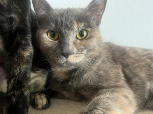 Meet Cleo the epitome of feline grace and beauty Cleo is a stunning dilute tortie cat with a gentl