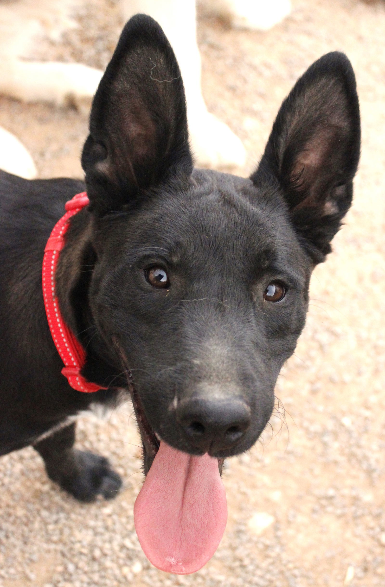 Dino, an adoptable Shepherd in Cedar Crest, NM, 87008 | Photo Image 1