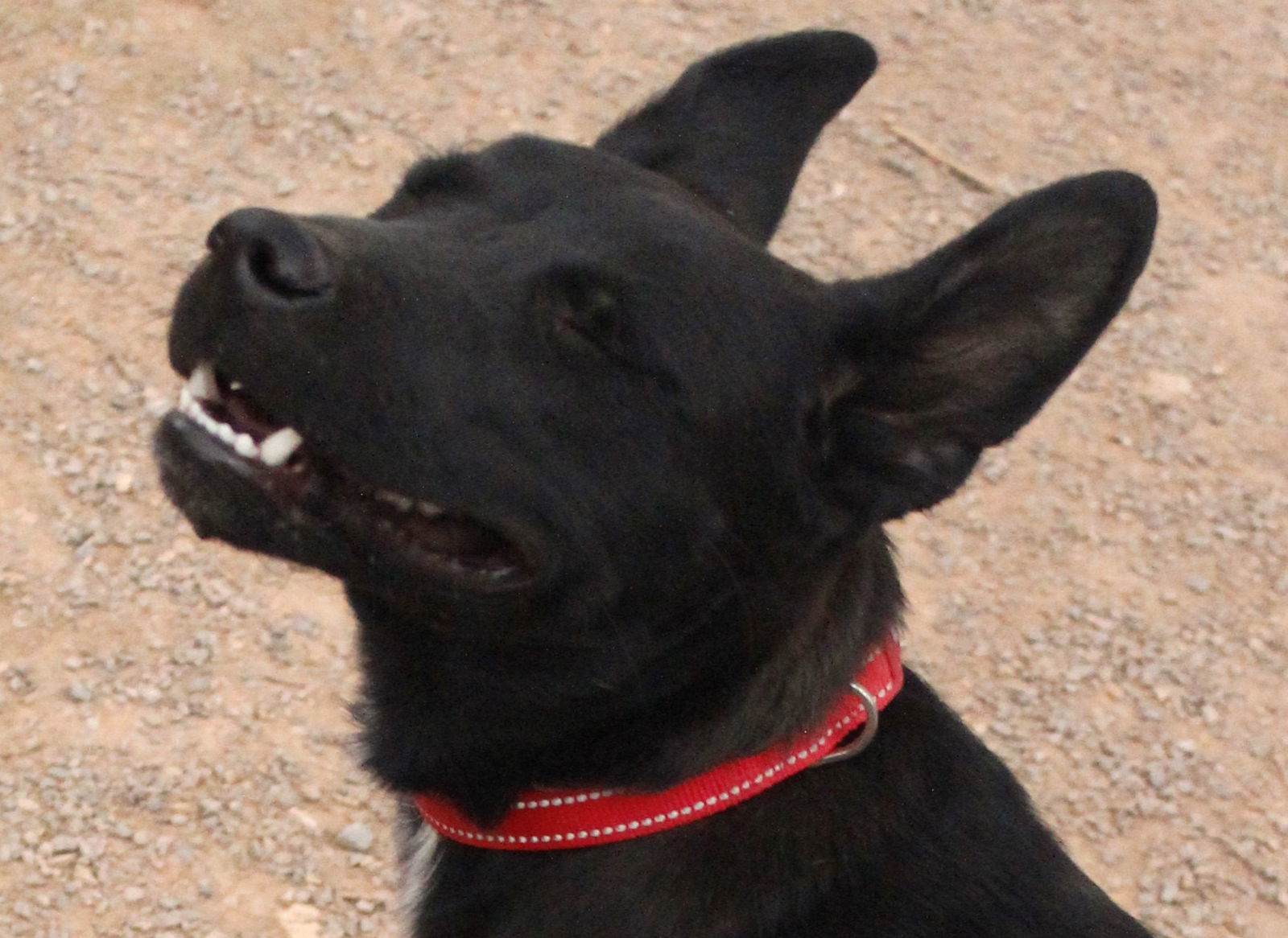 Dino, an adoptable Shepherd in Cedar Crest, NM, 87008 | Photo Image 2