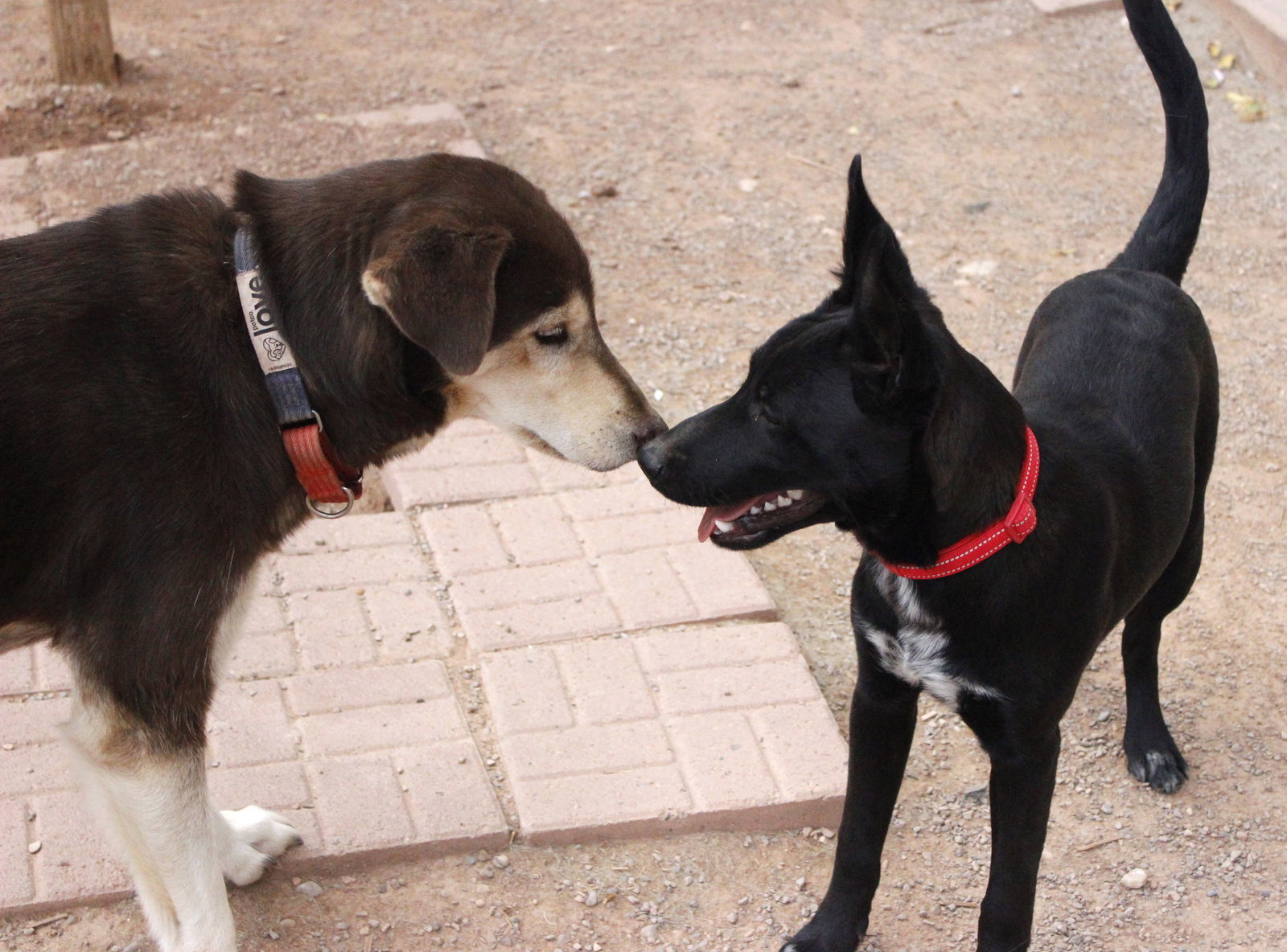 Dino, an adoptable Shepherd in Cedar Crest, NM, 87008 | Photo Image 3