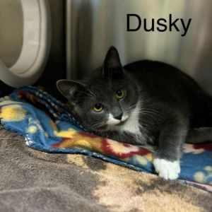 Dusky Domestic Short Hair Cat