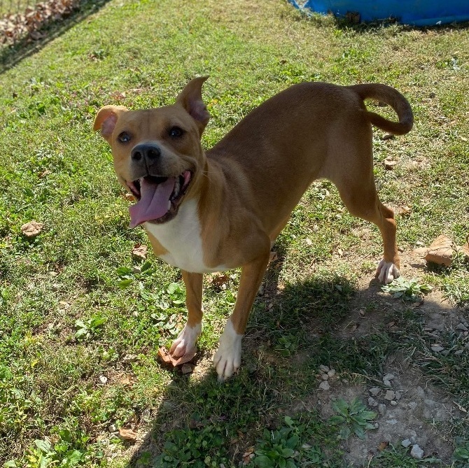 Dog for adoption - Laury, a Rhodesian Ridgeback in Leitchfield, KY