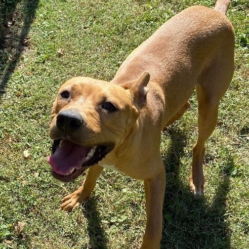 Dog for adoption - Laury, a Rhodesian Ridgeback Mix in Leitchfield