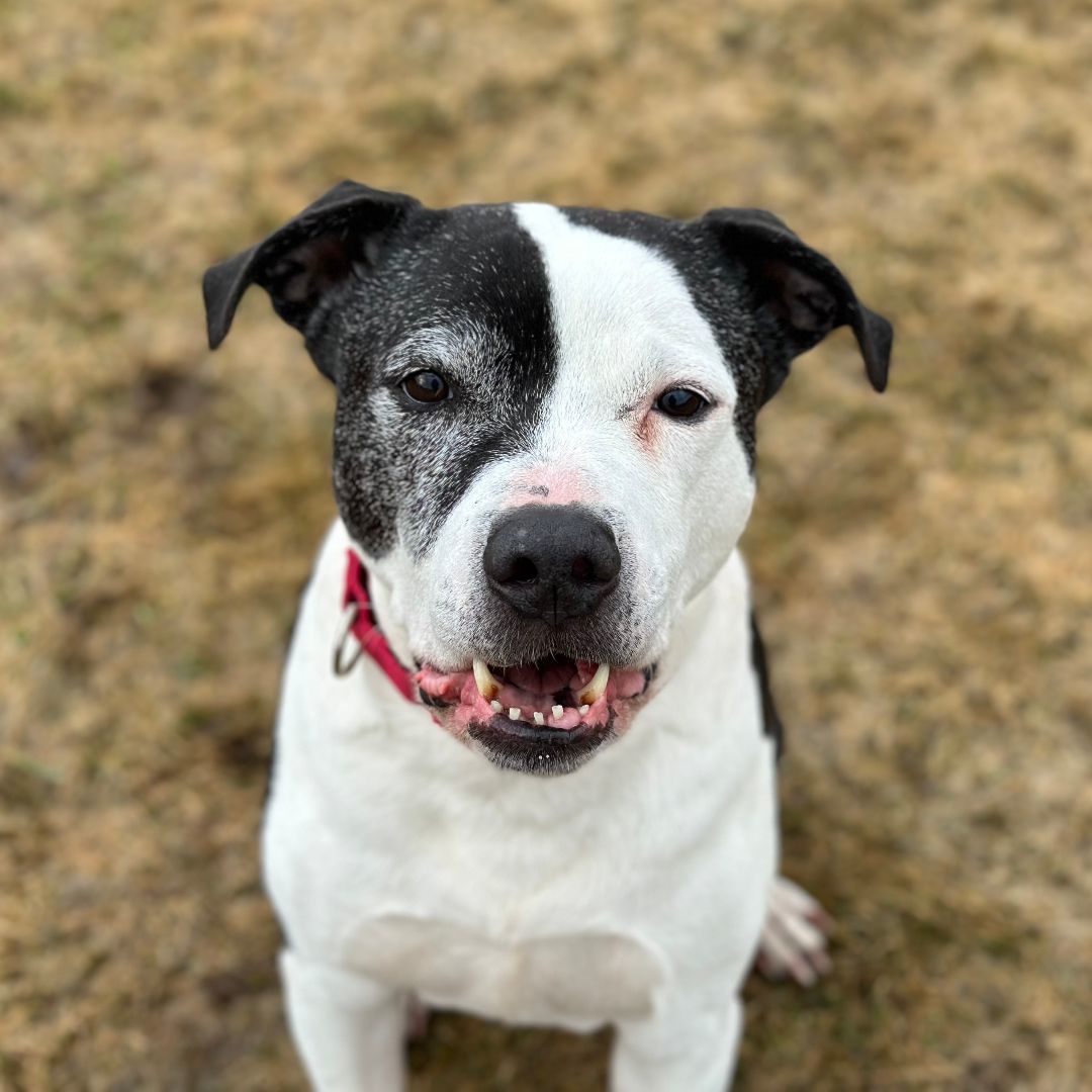 Bamm Bamm, an adoptable Mixed Breed in East Montpelier, VT, 05651 | Photo Image 4