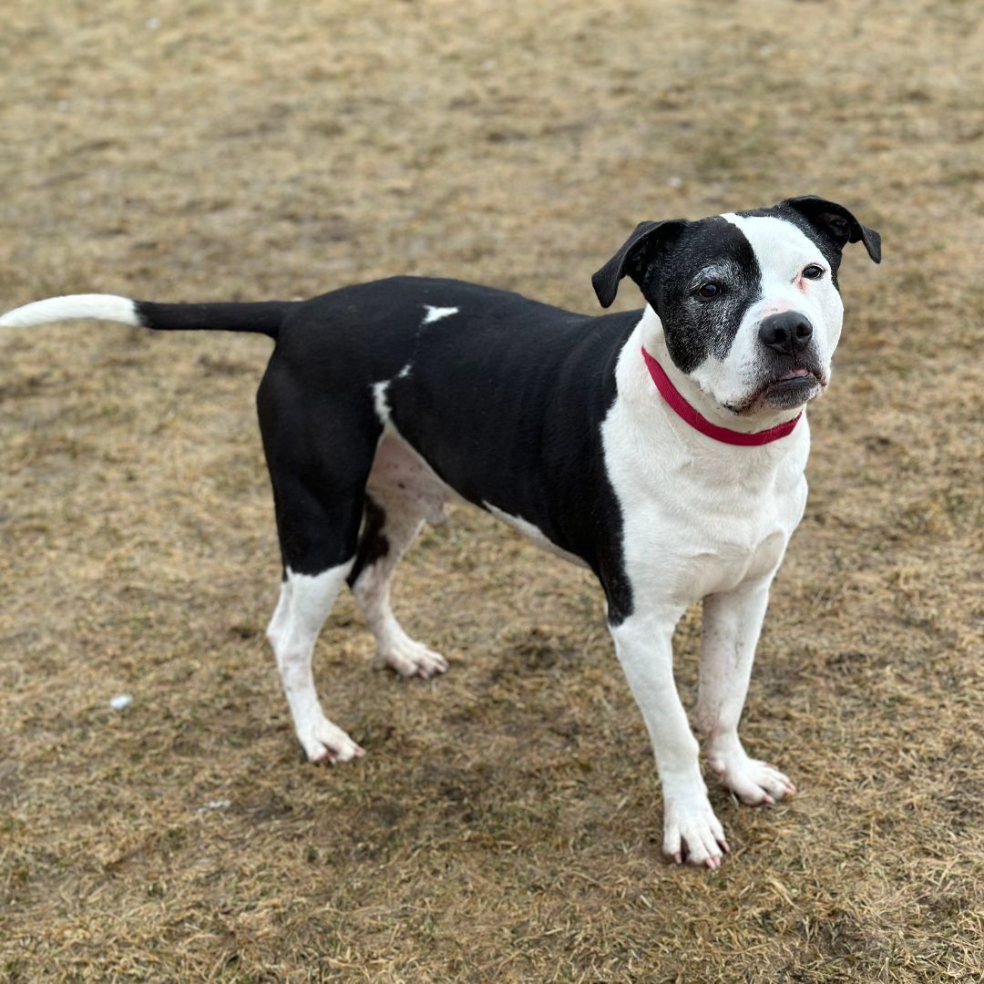 Bamm Bamm, an adoptable Mixed Breed in East Montpelier, VT, 05651 | Photo Image 1