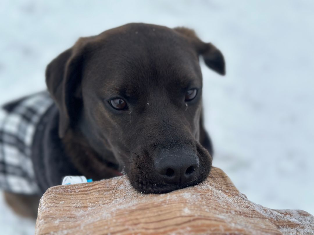 Ruger, an adoptable Mixed Breed in East Montpelier, VT, 05651 | Photo Image 4