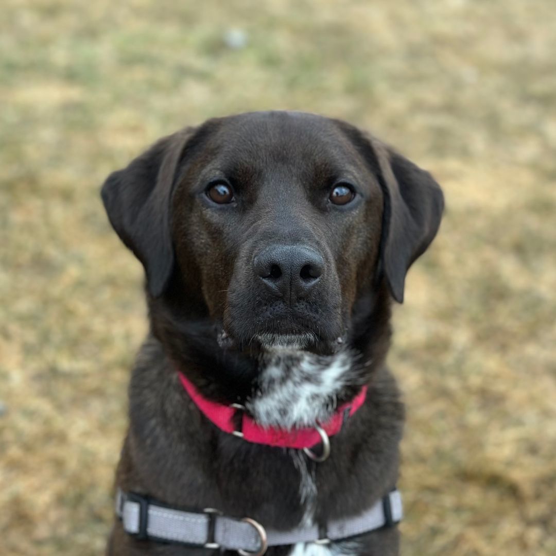 Ruger, an adoptable Mixed Breed in East Montpelier, VT, 05651 | Photo Image 5