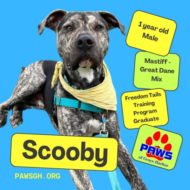 Scooby, an adoptable Mastiff & Great Dane Mix in Aberdeen, WA_image-1
