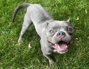 Drako
