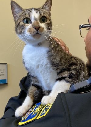 Meet Troy Police Cat Donut