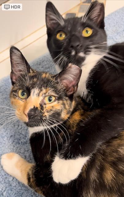 Clementine and Spatzie, an adoptable Tortoiseshell, Tuxedo in San Jose, CA, 95112 | Photo Image 1