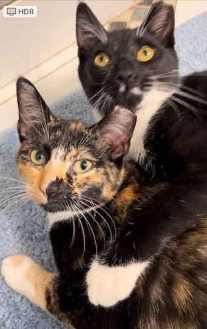 Clementine and Spatzie, Baby Female unknown