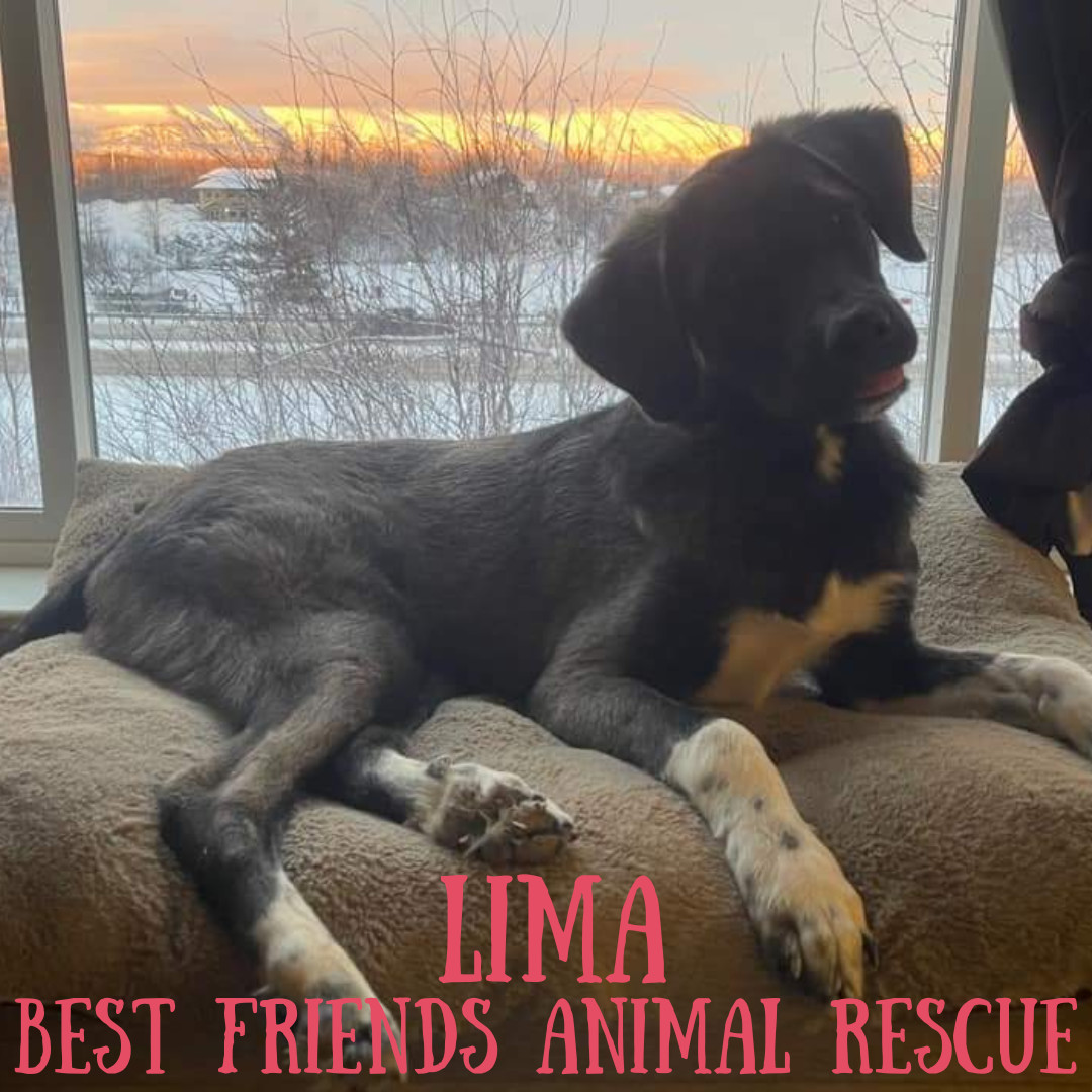Lima, an adoptable Husky, German Shepherd Dog in Wasilla, AK, 99654 | Photo Image 1