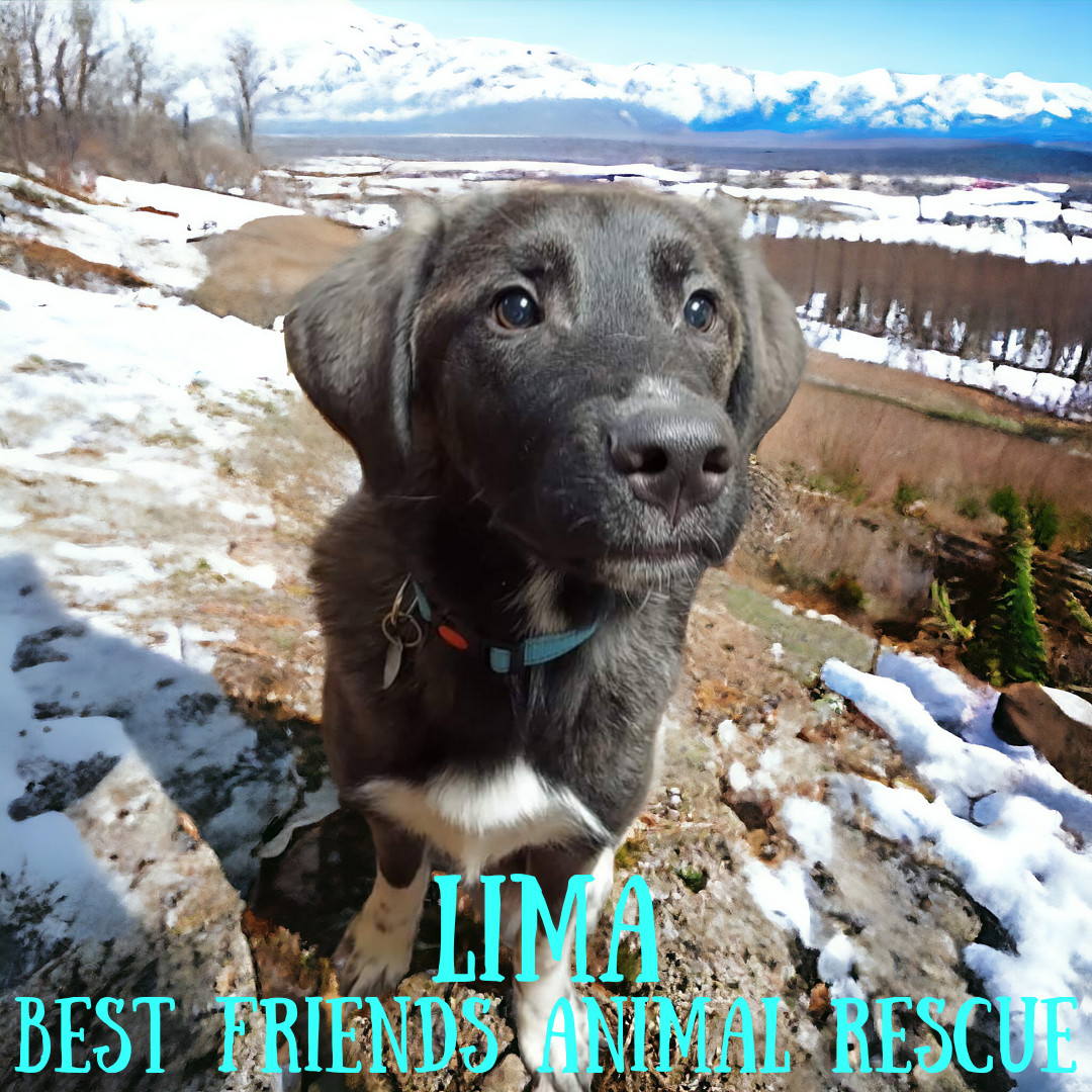 Lima, an adoptable Husky, German Shepherd Dog in Wasilla, AK, 99654 | Photo Image 2