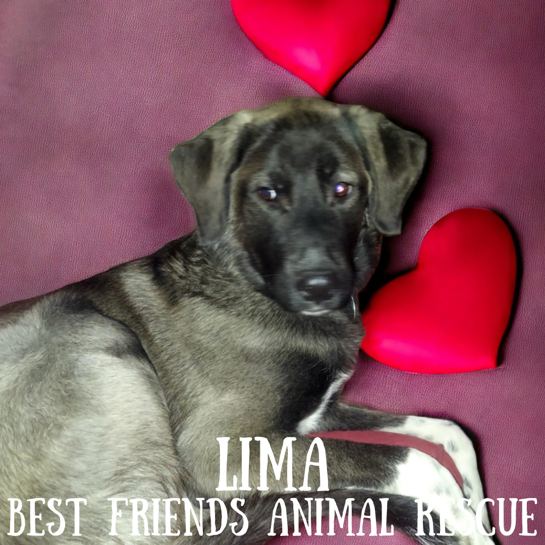 Lima, an adoptable Husky, German Shepherd Dog in Wasilla, AK, 99654 | Photo Image 3