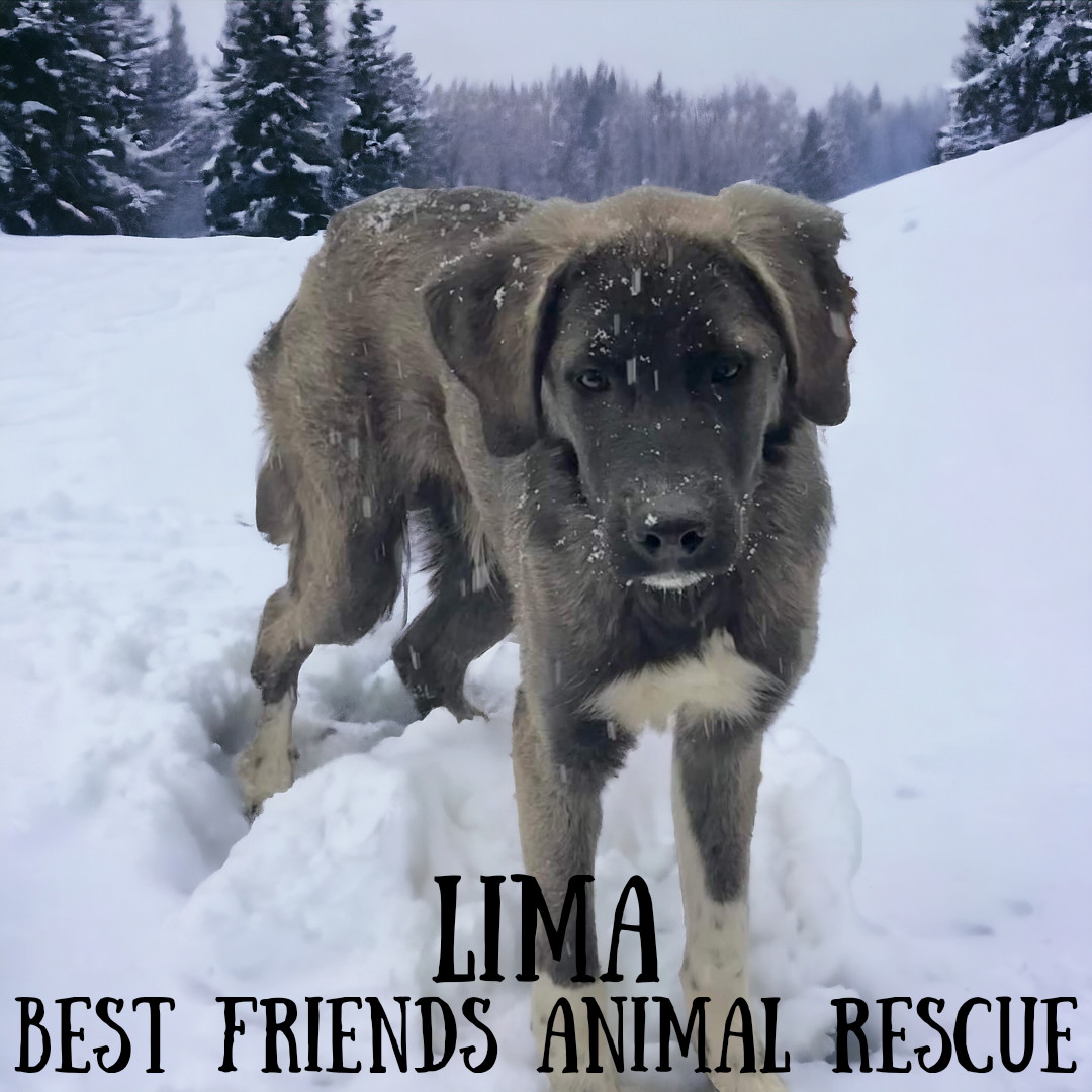 Lima, an adoptable Husky, German Shepherd Dog in Wasilla, AK, 99654 | Photo Image 4