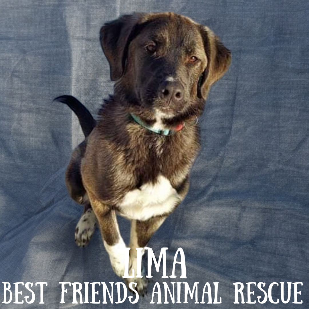 Lima, an adoptable Husky, German Shepherd Dog in Wasilla, AK, 99654 | Photo Image 5