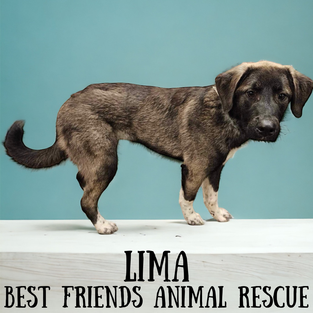 Lima, an adoptable Husky, German Shepherd Dog in Wasilla, AK, 99654 | Photo Image 6