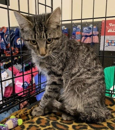 Bentley, an adoptable Domestic Medium Hair in Crescent, OK, 73028 | Photo Image 2