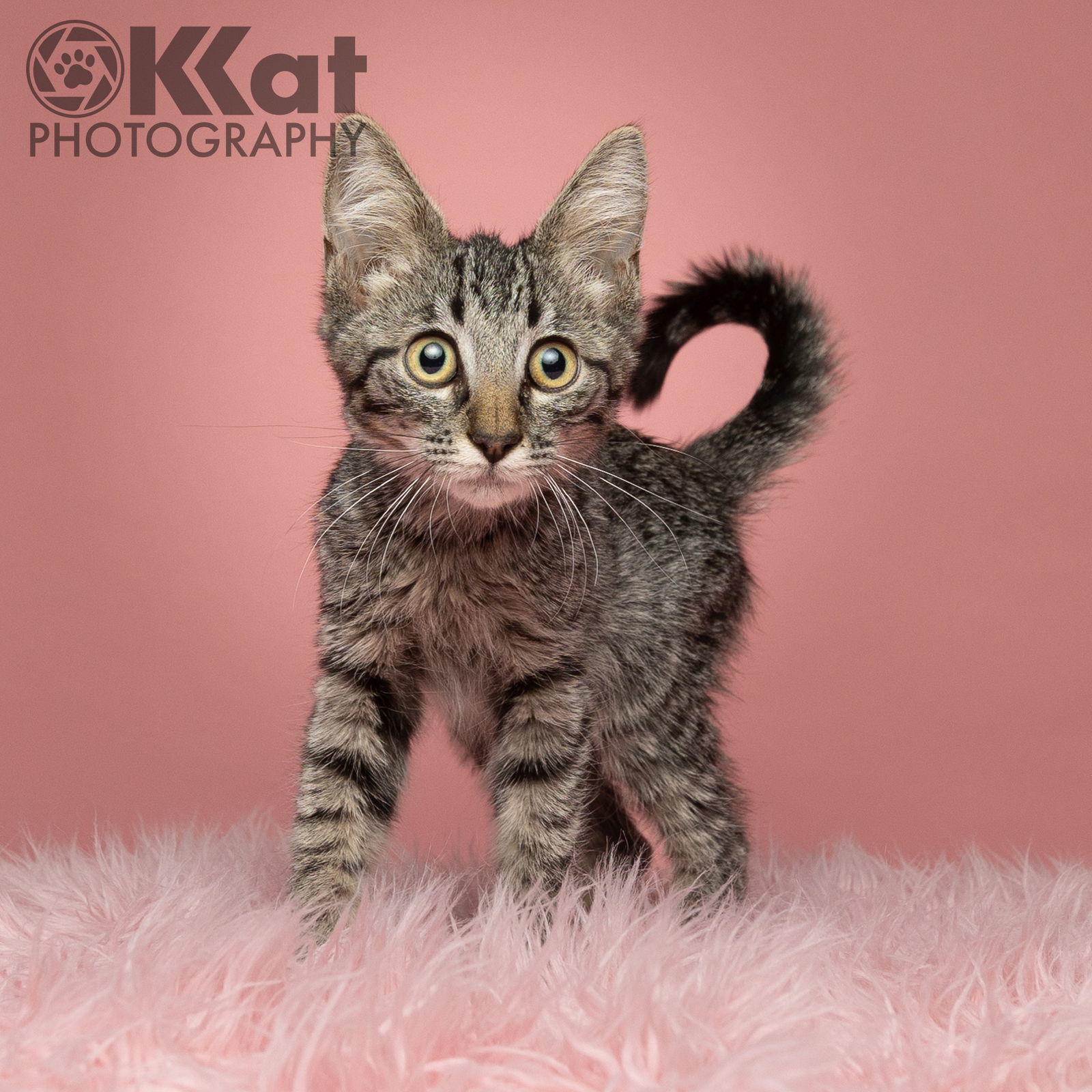 Bentley, an adoptable Domestic Medium Hair in Crescent, OK, 73028 | Photo Image 1