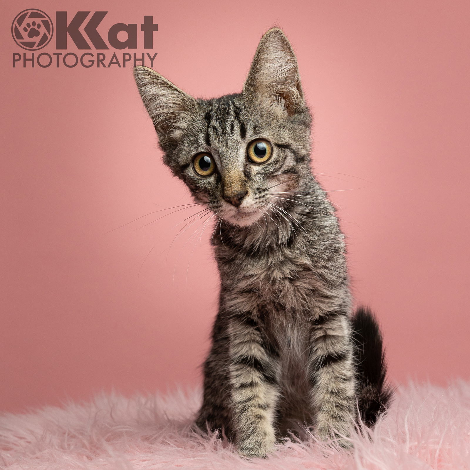 Bentley, an adoptable Domestic Medium Hair in Crescent, OK, 73028 | Photo Image 3