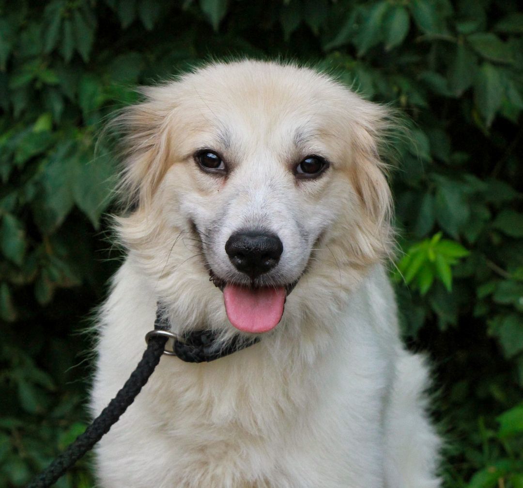 Photo of Young Female Great Pyrenees Apricot / Beige