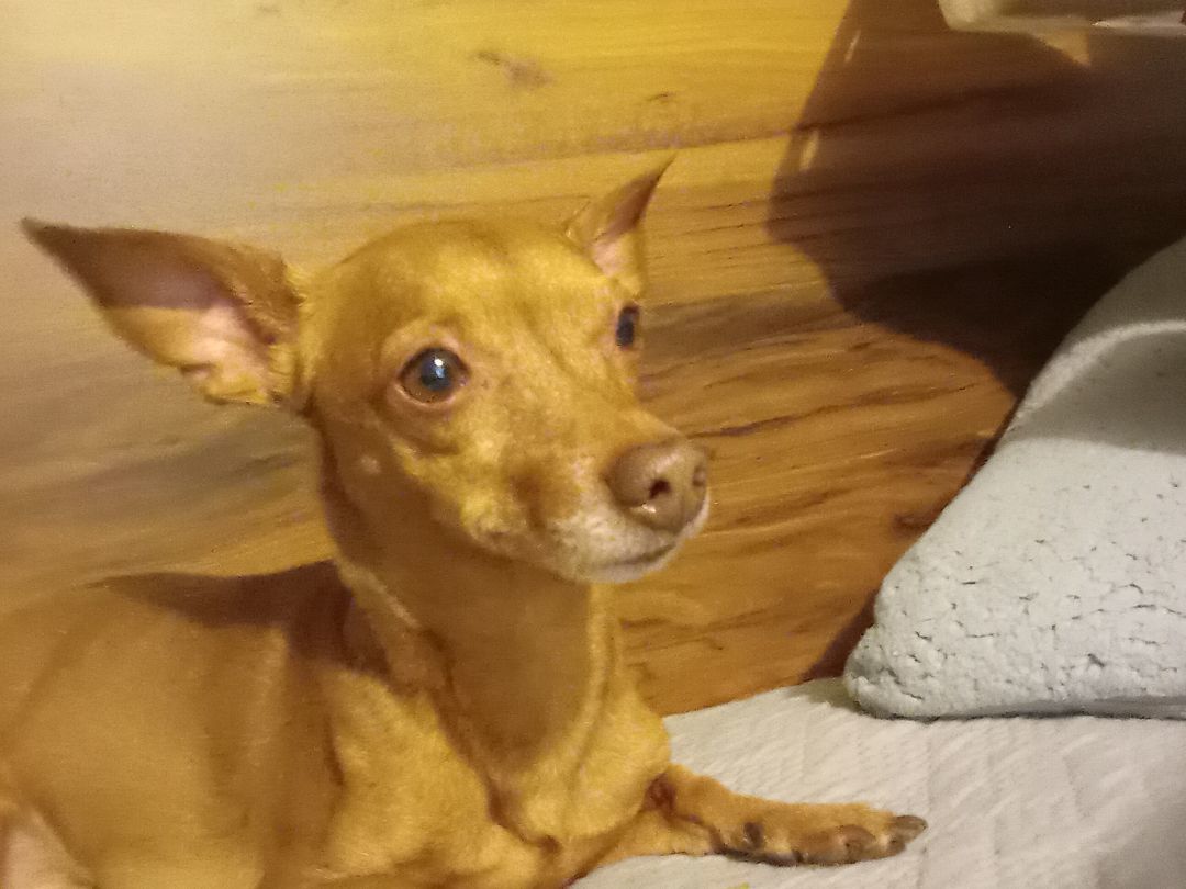 Photo of Adult Male Chihuahua Brown / Chocolate