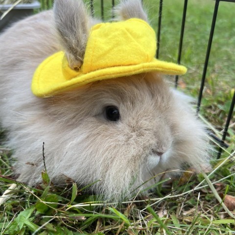 Photo of Young Female Netherland Dwarf 