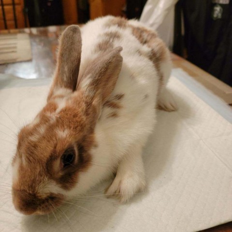 Photo of Senior Female Bunny Rabbit 