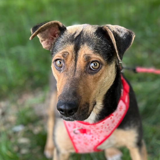 Photo of Young Female Labrador Retriever Bicolor, Brown / Chocolate