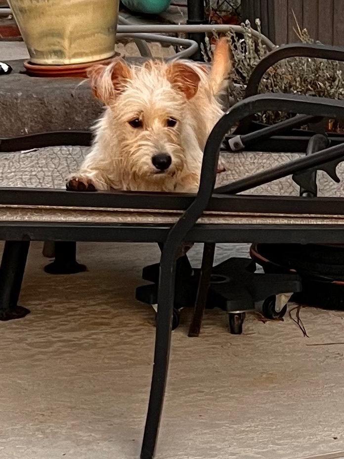 Photo of Adult Male Norwich Terrier Apricot / Beige