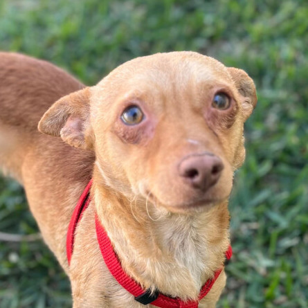 Photo of Young Male Chihuahua Golden